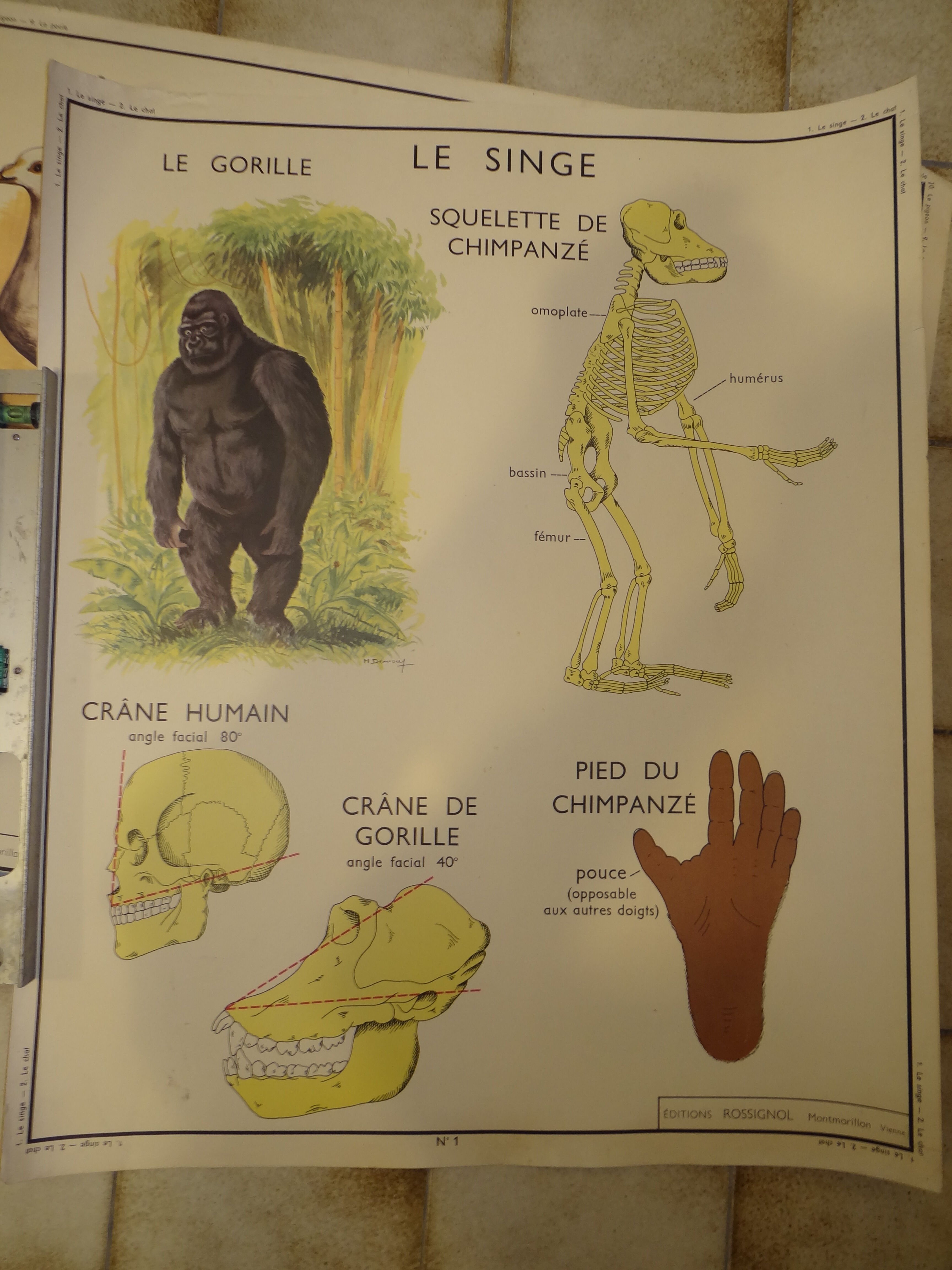 Affiche d'école 1950 le chat le singe