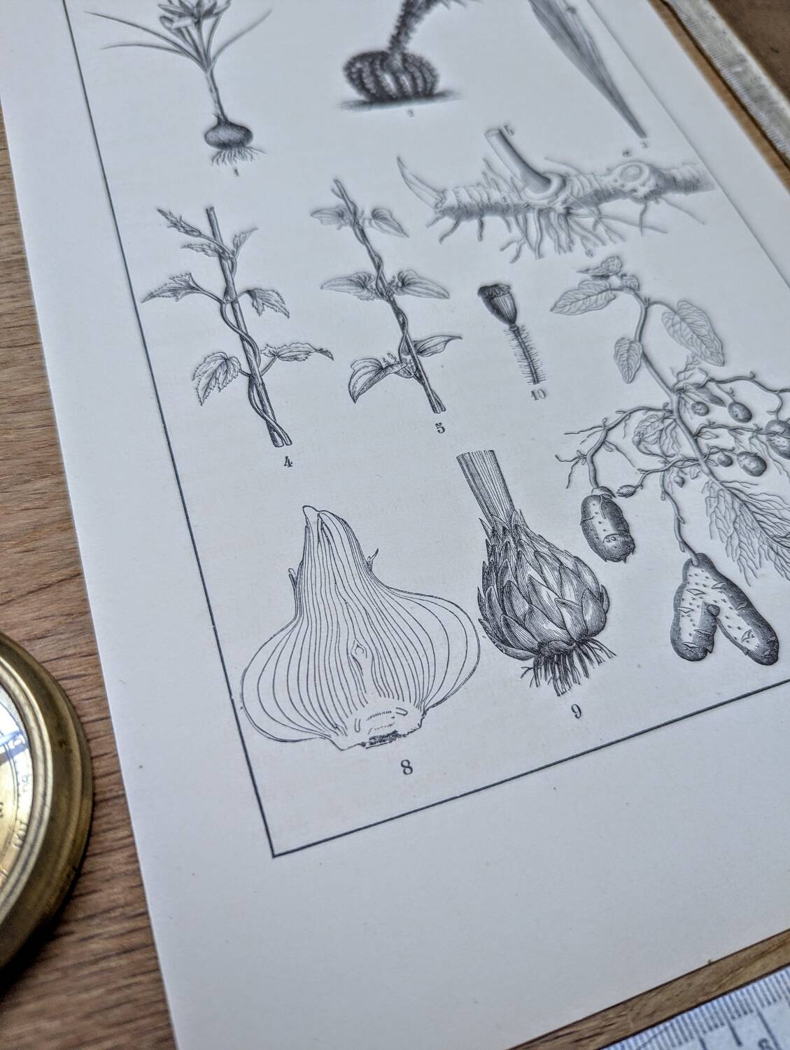 Vintage botanical plate printed in 1889, the stems.