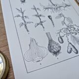 Planche botanique imprimée en 1889, les tiges