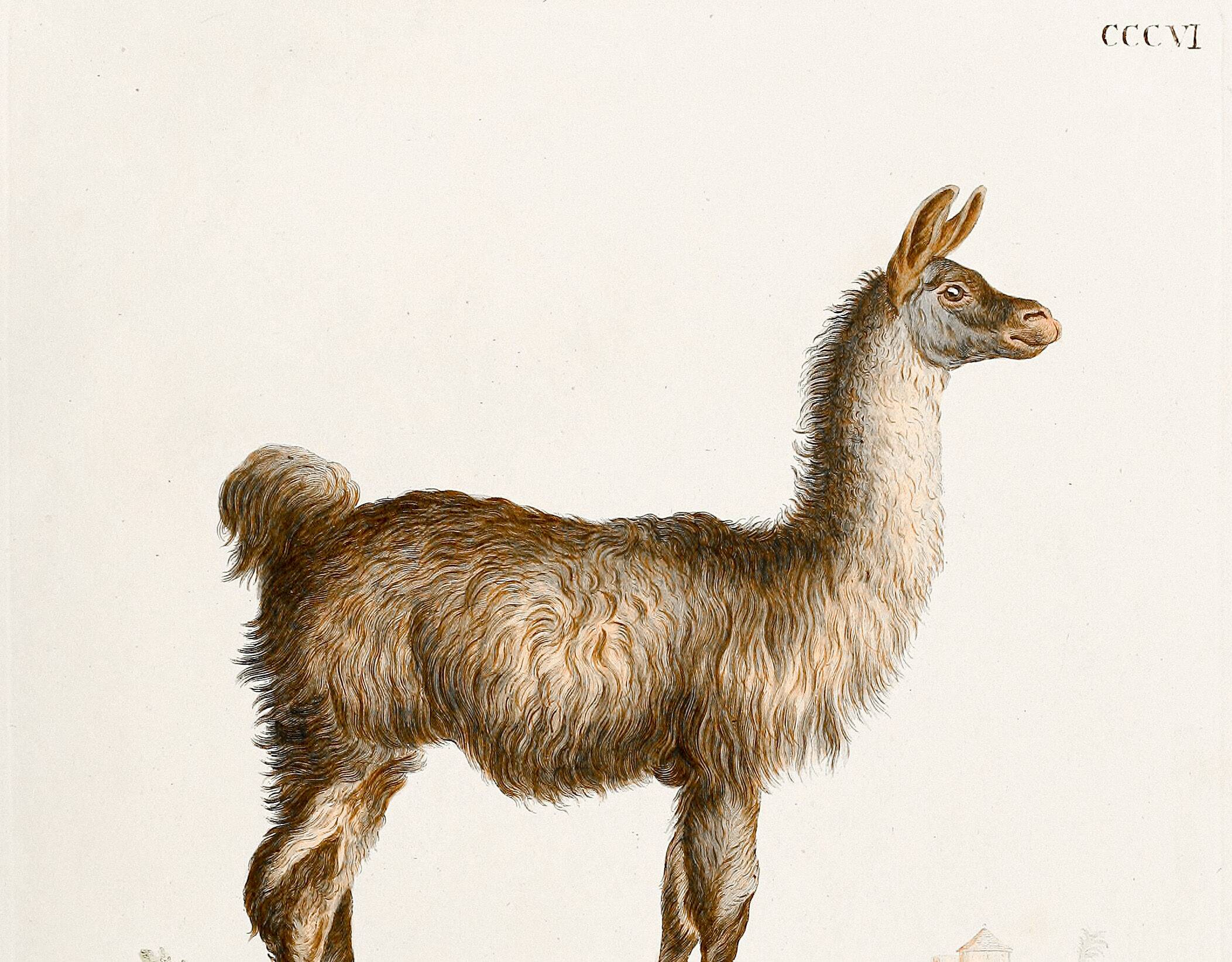 Poster about the Lama, based on an old engraving from 1774.