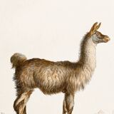 Poster about the Lama, based on an old engraving from 1774.