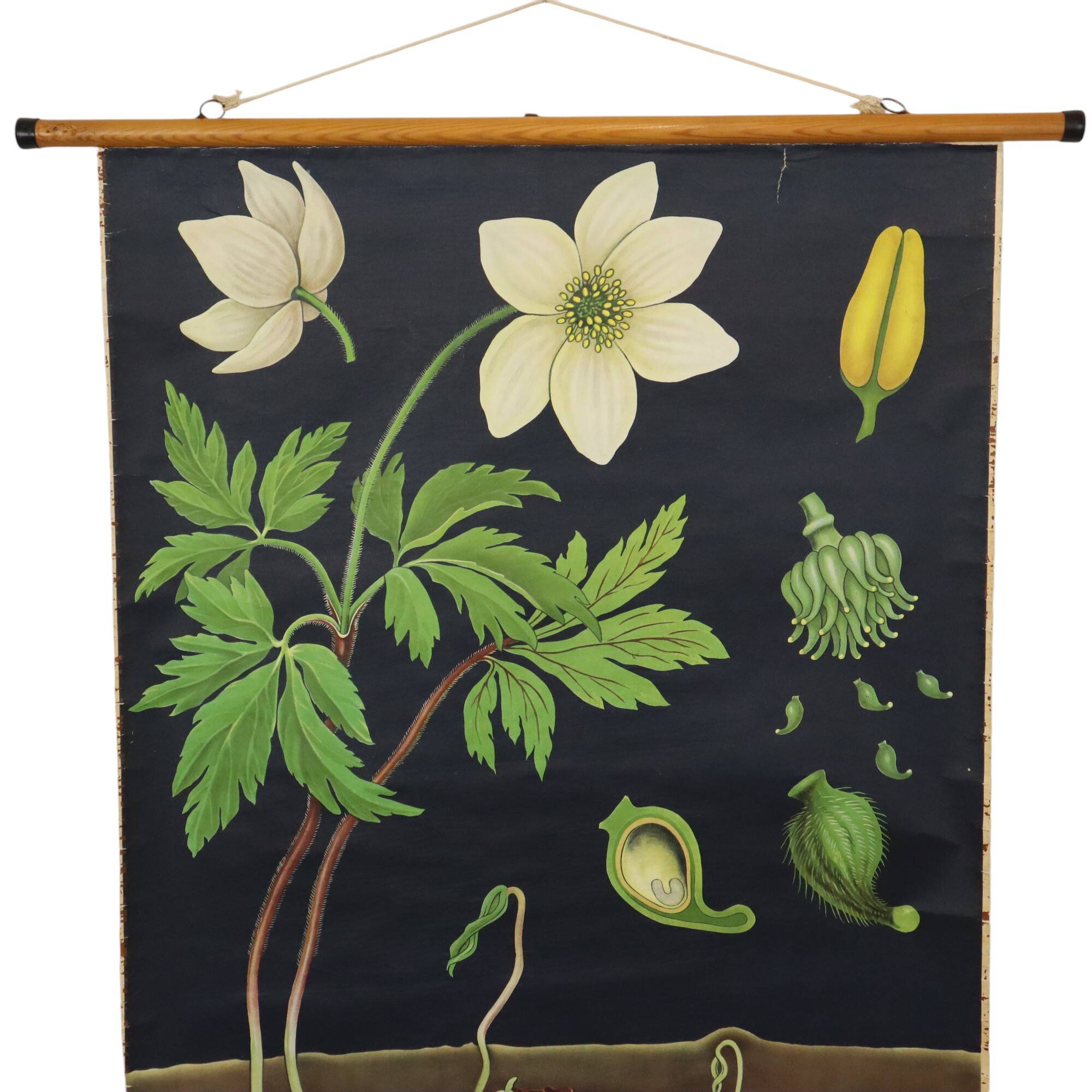 Grande carte scolaire vintage Anémone Jung Koch Quentell 117cm