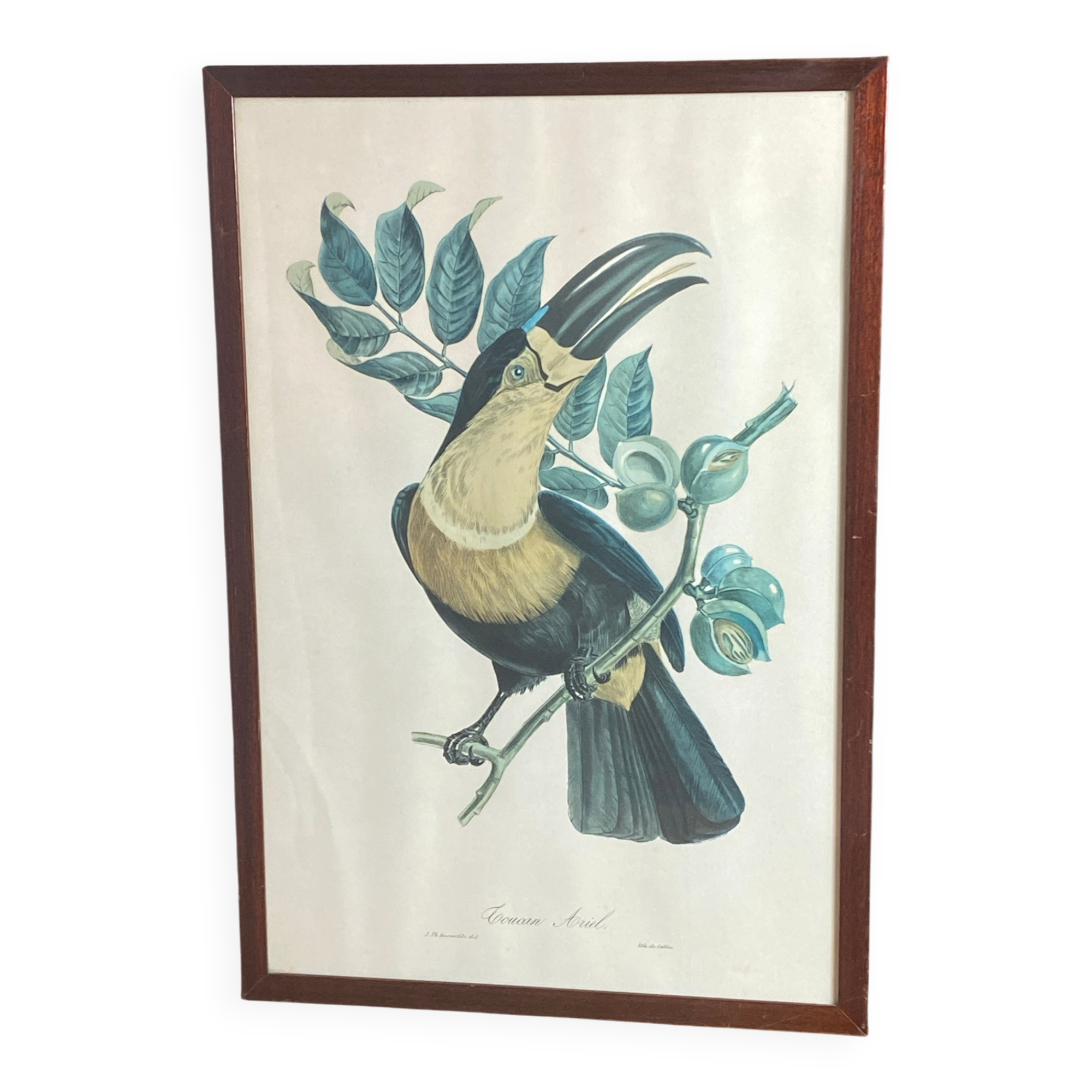 Gravure, Toucan Ariel, Descourtilz