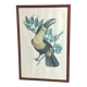 Gravure, Toucan Ariel, Descourtilz