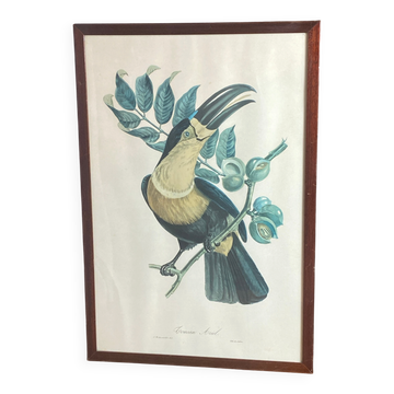 Gravure, Toucan Ariel, Descourtilz