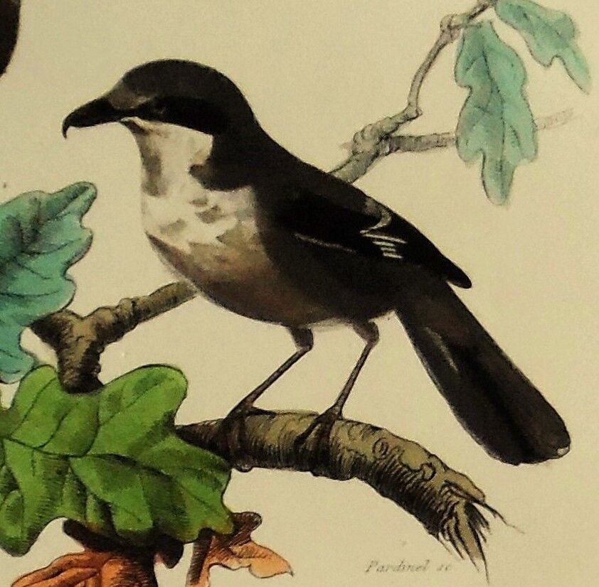 Buffon 1838 - ornithological board