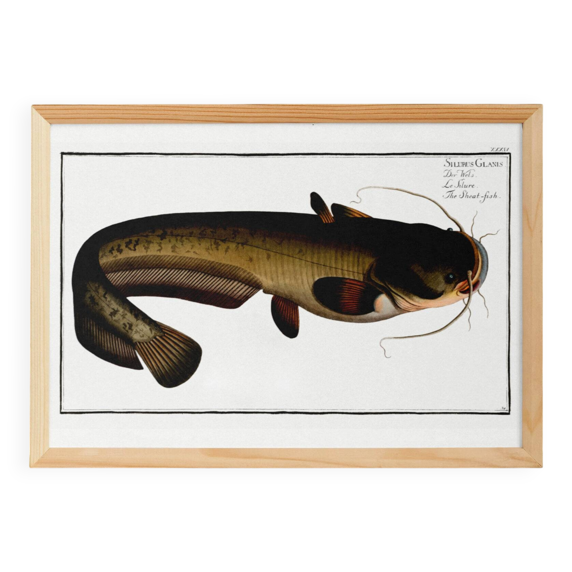 Poster about the wels catfish, based on an old engraving from 1746.