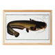 Poster about the wels catfish, based on an old engraving from 1746.