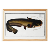 Poster about the wels catfish, based on an old engraving from 1746.