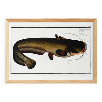 Poster about the wels catfish, based on an old engraving from 1746.