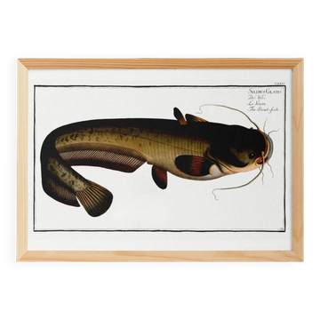 Poster about the wels catfish, based on an old engraving from 1746.