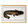 Poster about the wels catfish, based on an old engraving from 1746.