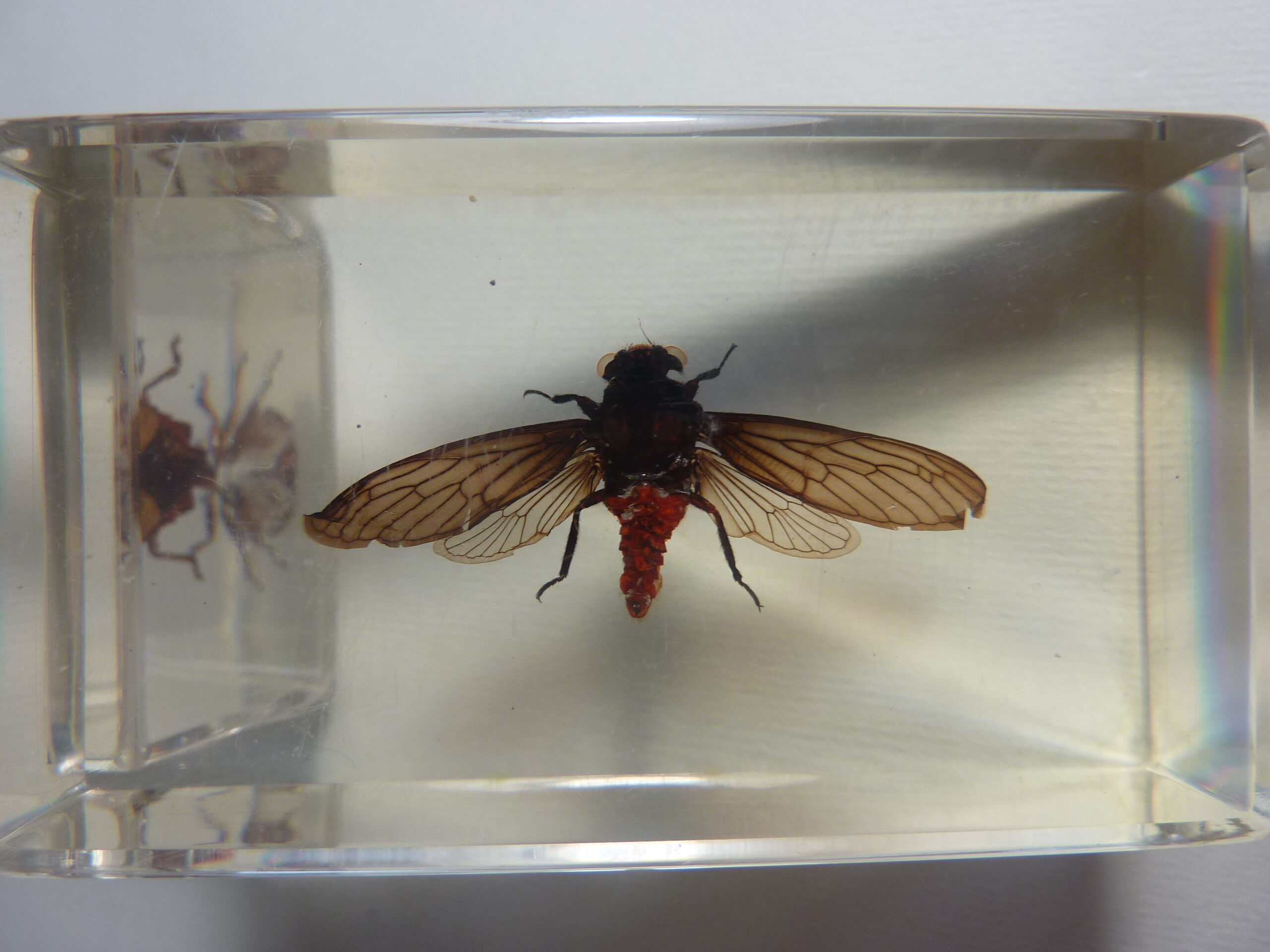 Inclusions insectes, cabinet de curiosité, scorpion