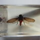 Inclusions insectes, cabinet de curiosité, scorpion