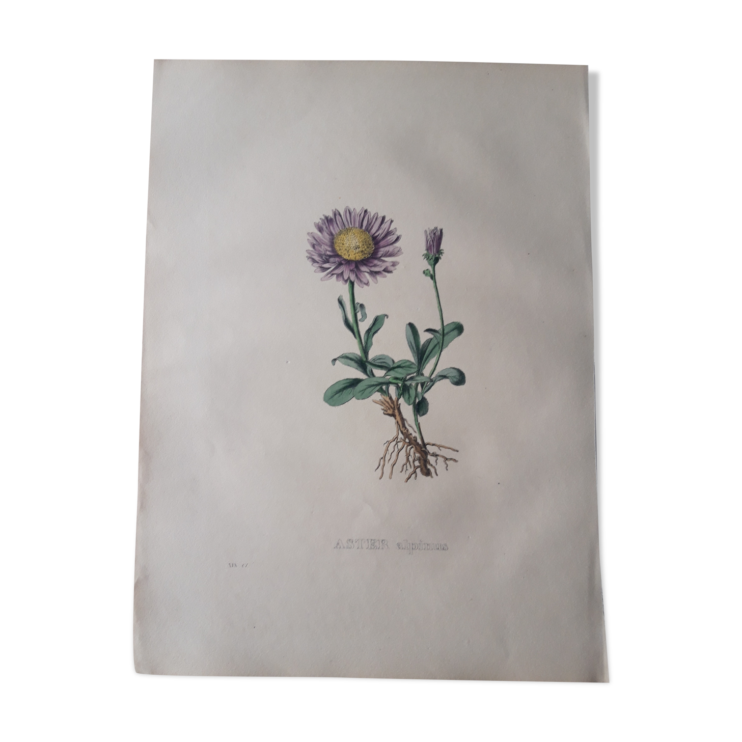 Aster Alpinu botanical plank, lithographed and coloured, Sertum Botanicum 1832