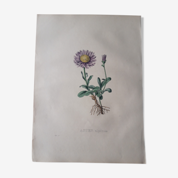 Planche botanique Aster Alpinu lithographiée et coloriée,  Sertum Botanicum 1832