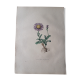 Planche botanique Aster Alpinu lithographiée et coloriée,  Sertum Botanicum 1832