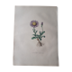 Aster Alpinu botanical plank, lithographed and coloured, Sertum Botanicum 1832