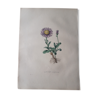Planche botanique Aster Alpinu lithographiée et coloriée,  Sertum Botanicum 1832