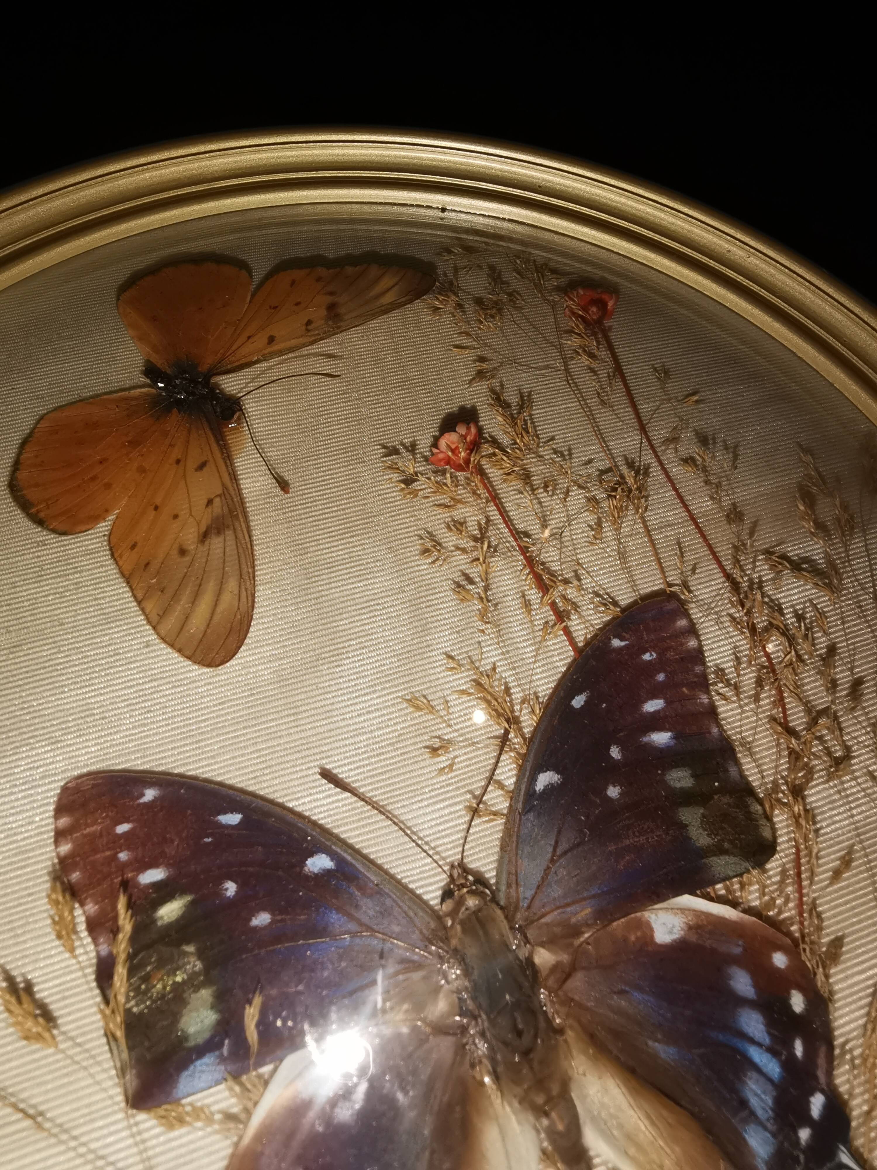 Naturalized butterfly