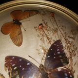 Naturalized butterfly