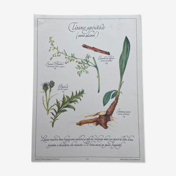 Planche botanique "Tisane apéritive (sans alcool)"