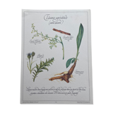 Botanical board "Tisane aperitif (alcohol-free)"