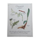 Planche botanique "Tisane apéritive (sans alcool)"