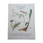 Planche botanique "Tisane apéritive (sans alcool)"