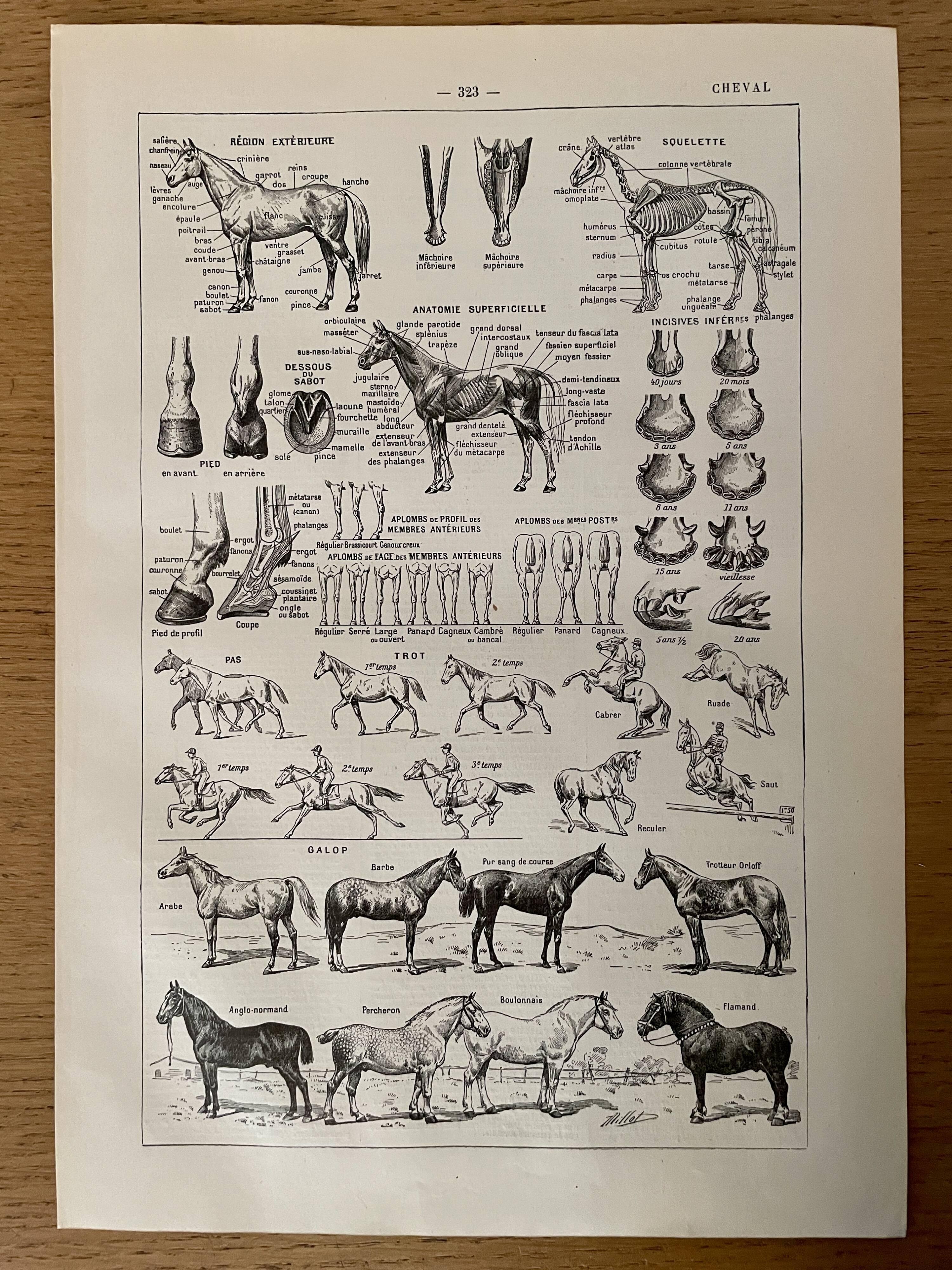 Lithograph on the horse - 1900