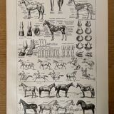 Lithograph on the horse - 1900