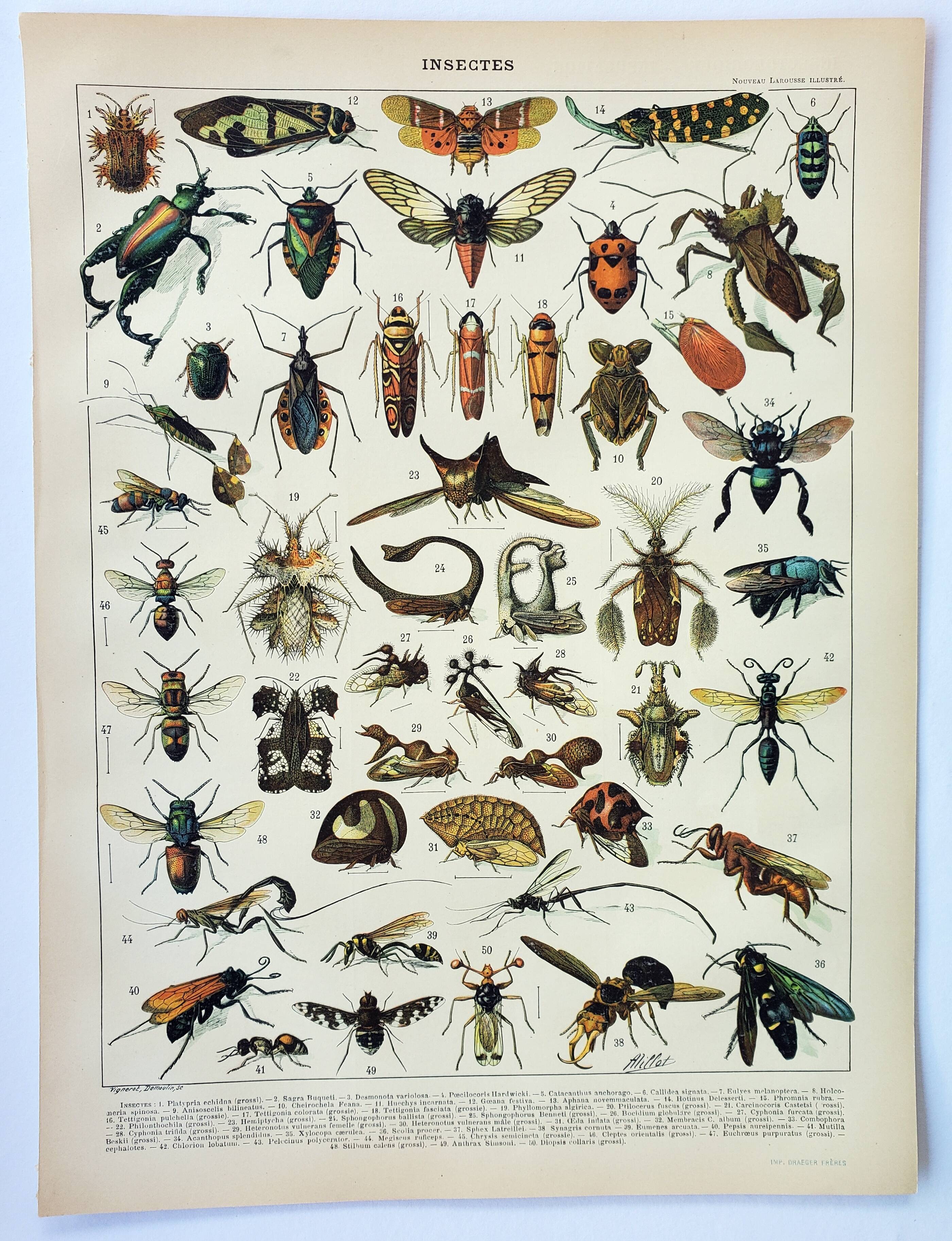 Old engraving 1898, Insects 2, entomology • Lithograph, Original plate