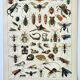 Old engraving 1898, Insects 2, entomology • Lithograph, Original plate