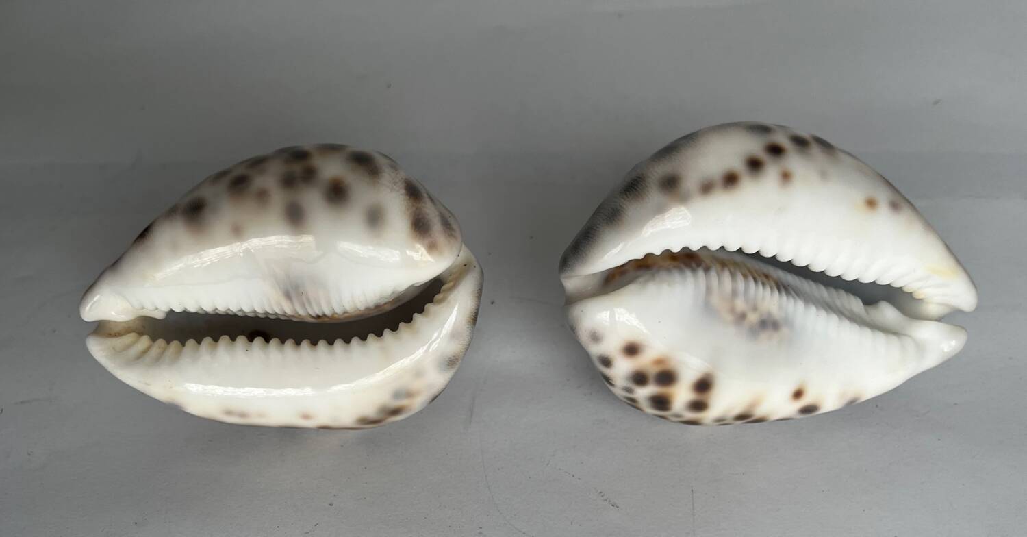 Set of two shells