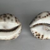 Set of two shells