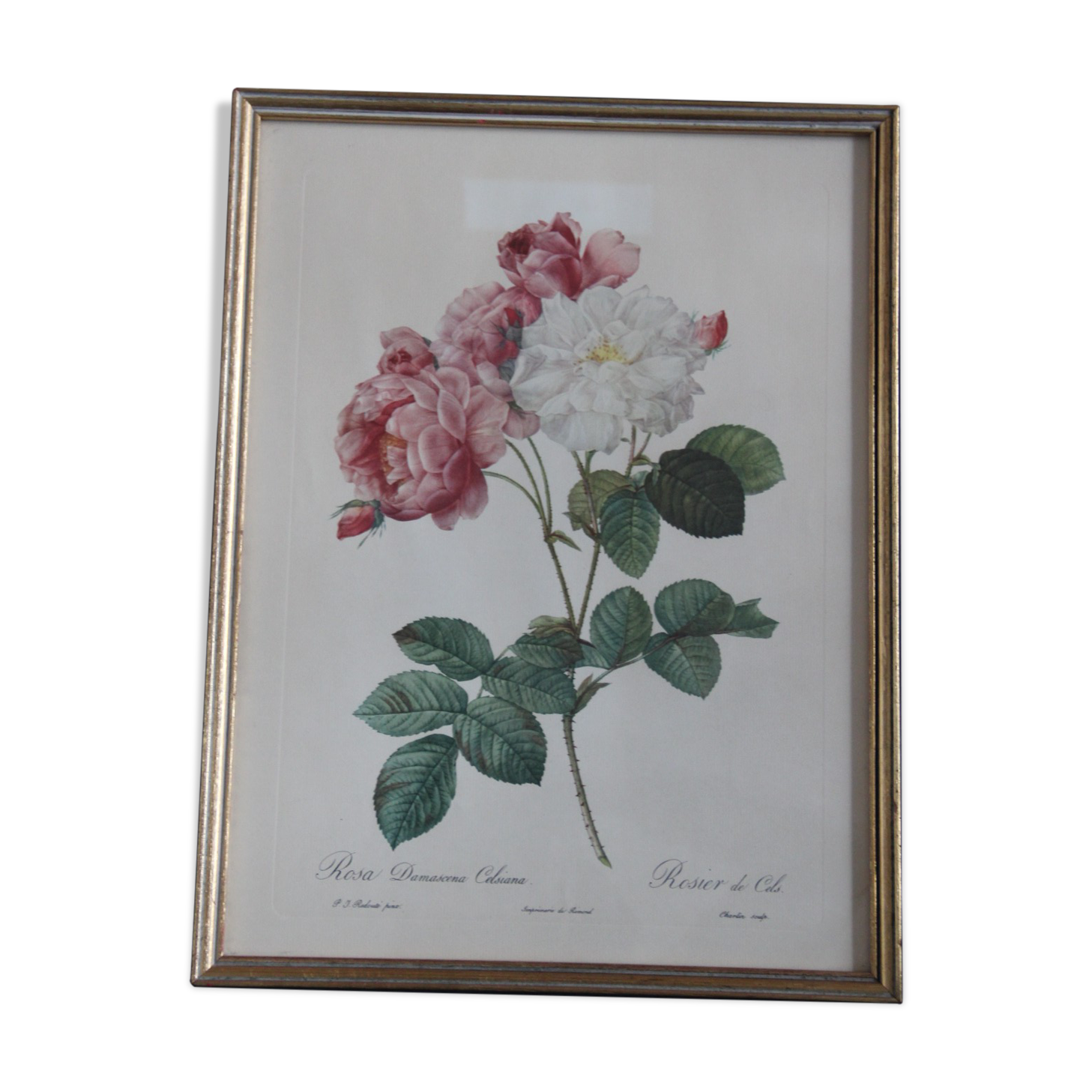 Framed engraving by P.J. Redouté Rosier de Cels