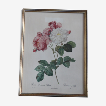 Gravure encadrée de P.J. Redouté Rosier de Cels