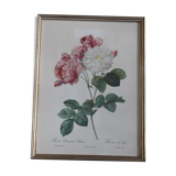 Framed engraving by P.J. Redouté Rosier de Cels