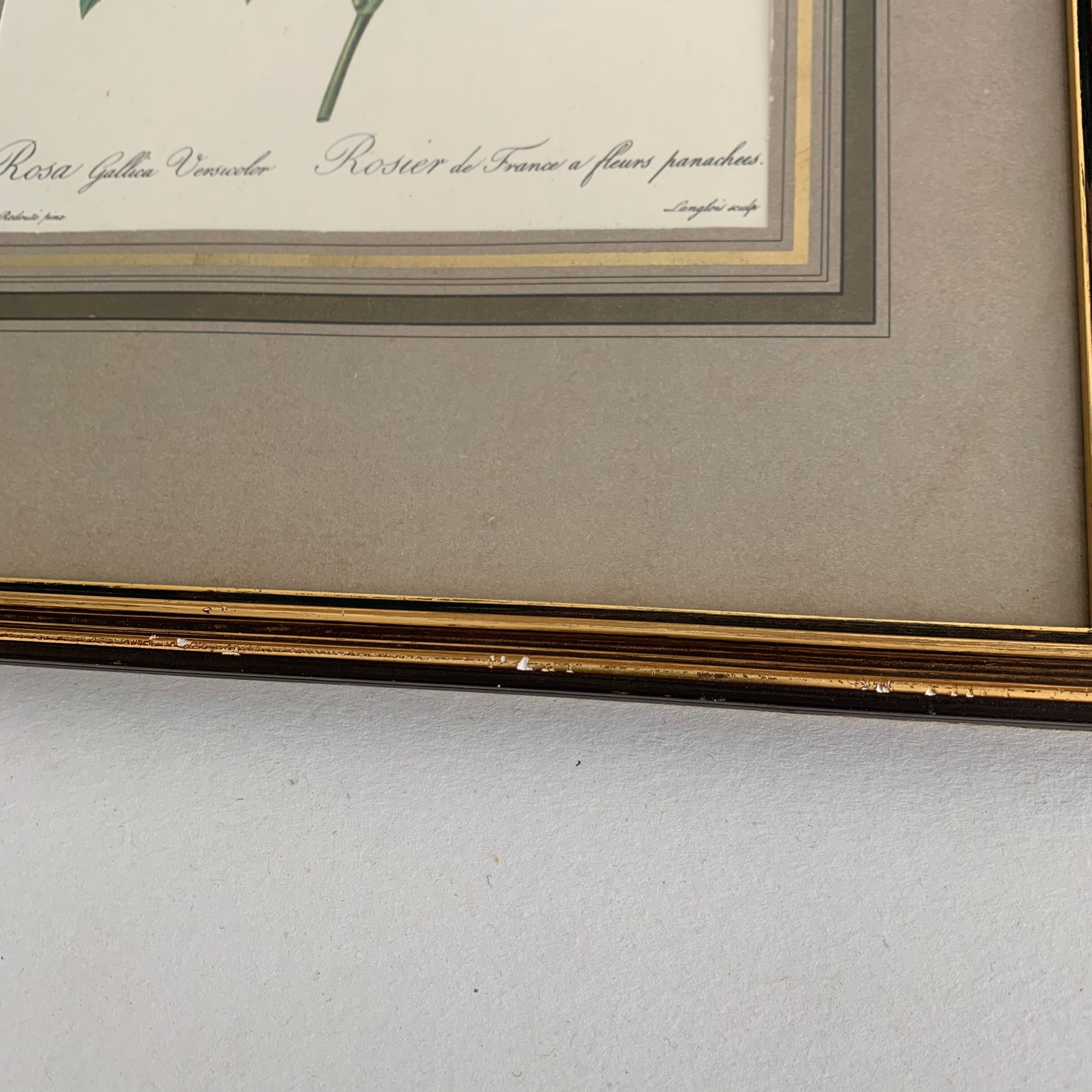 Pair of botanical graphics, 1970