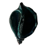 Shell barbotine