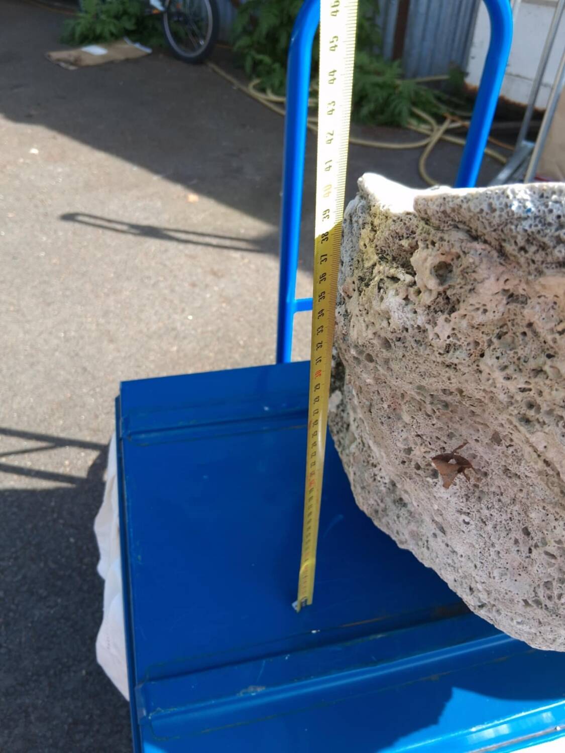 Tridacna shell (86 cm) – on base – rare and decorative