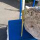 Tridacna shell (86 cm) – on base – rare and decorative