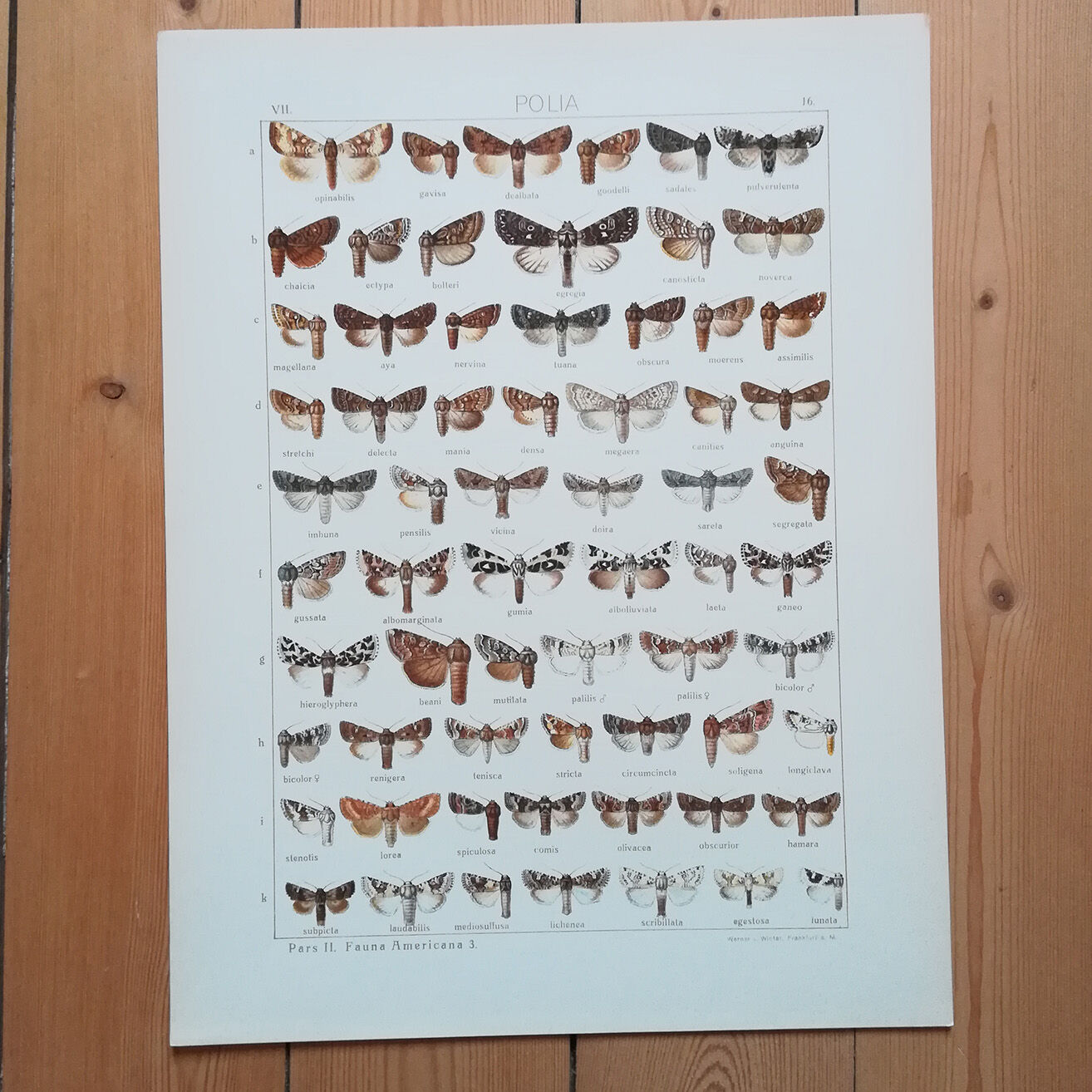 Engravings of lepidoptera lot of three