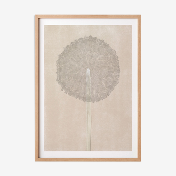 Dandelion - tirage d'art