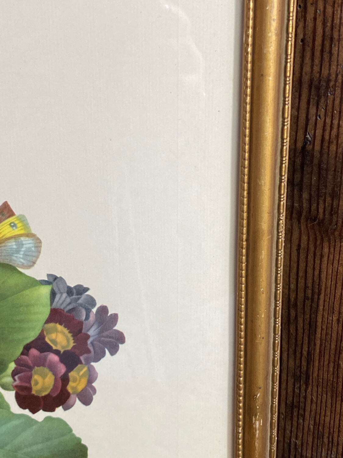 Botanical print, P-J Redouté, Bear's Ears