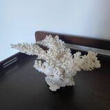 Corail blanc, années 70