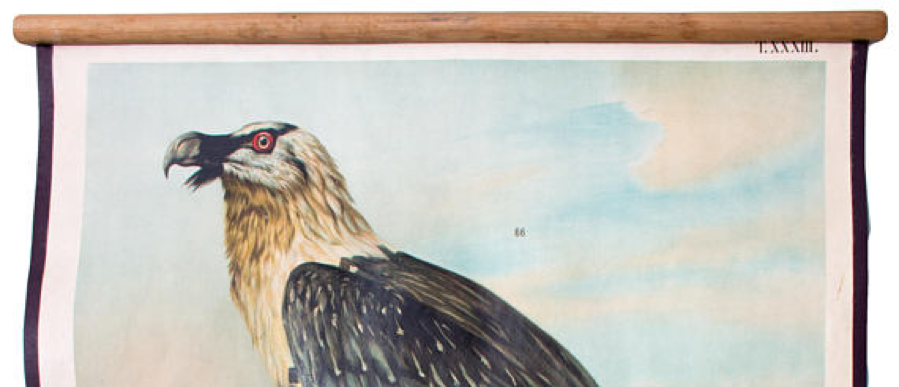 Wall Chart Poster, Th. Breidwiser for Gerold & Sohn, 1879