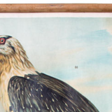 Wall Chart Poster, Th. Breidwiser for Gerold & Sohn, 1879