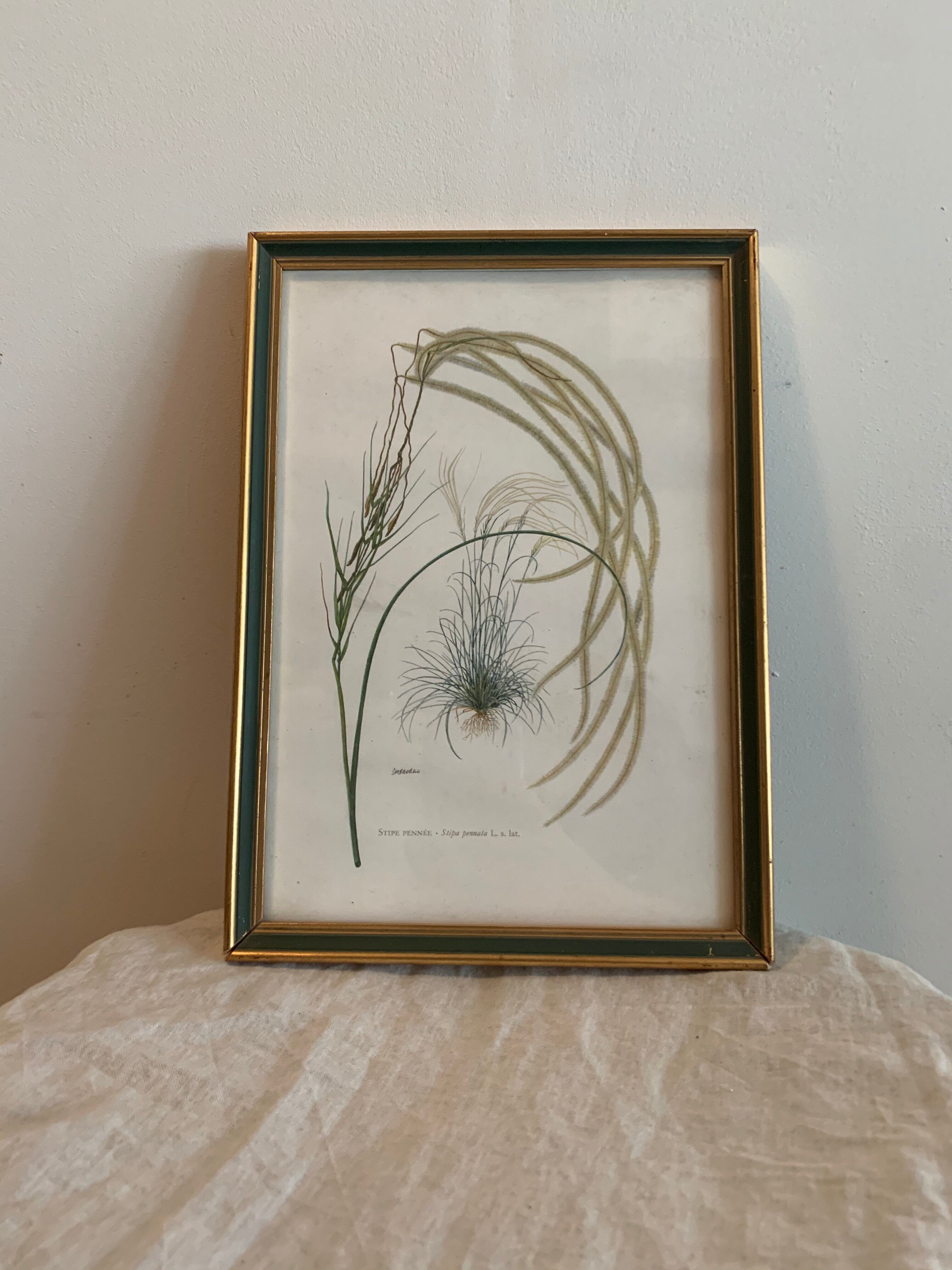 Lot of plant engravings