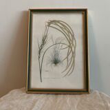 Lot of plant engravings